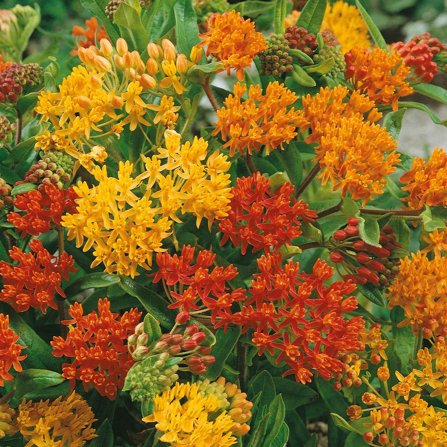 A close-up shot of vibrant orange ascelpias mix flowers, against a blurred green background.