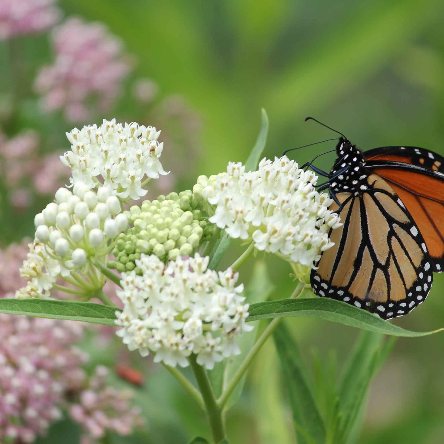 A close-up shot of white asclepia Swamp Milkweed flowers with green foliage in the background.