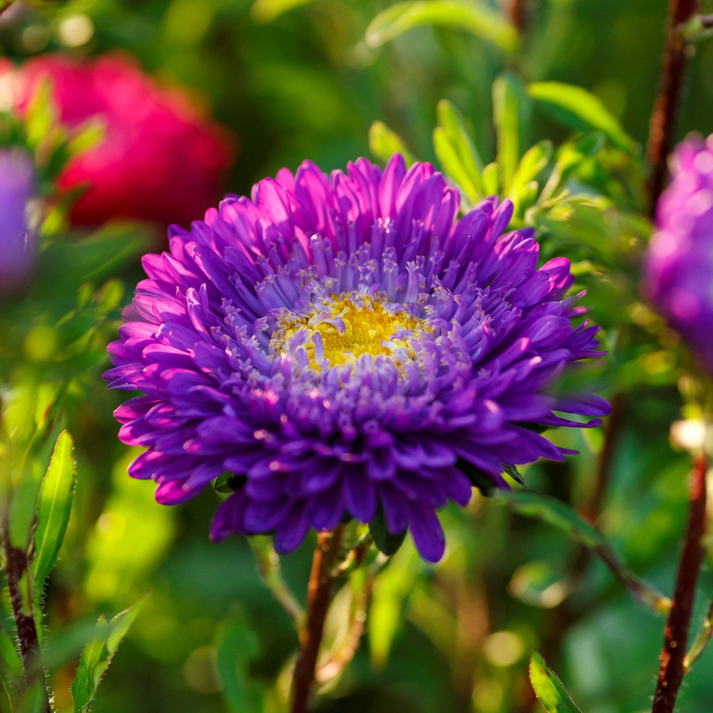 A close-up of a blue and white aster flower with many petals and a yellow center.