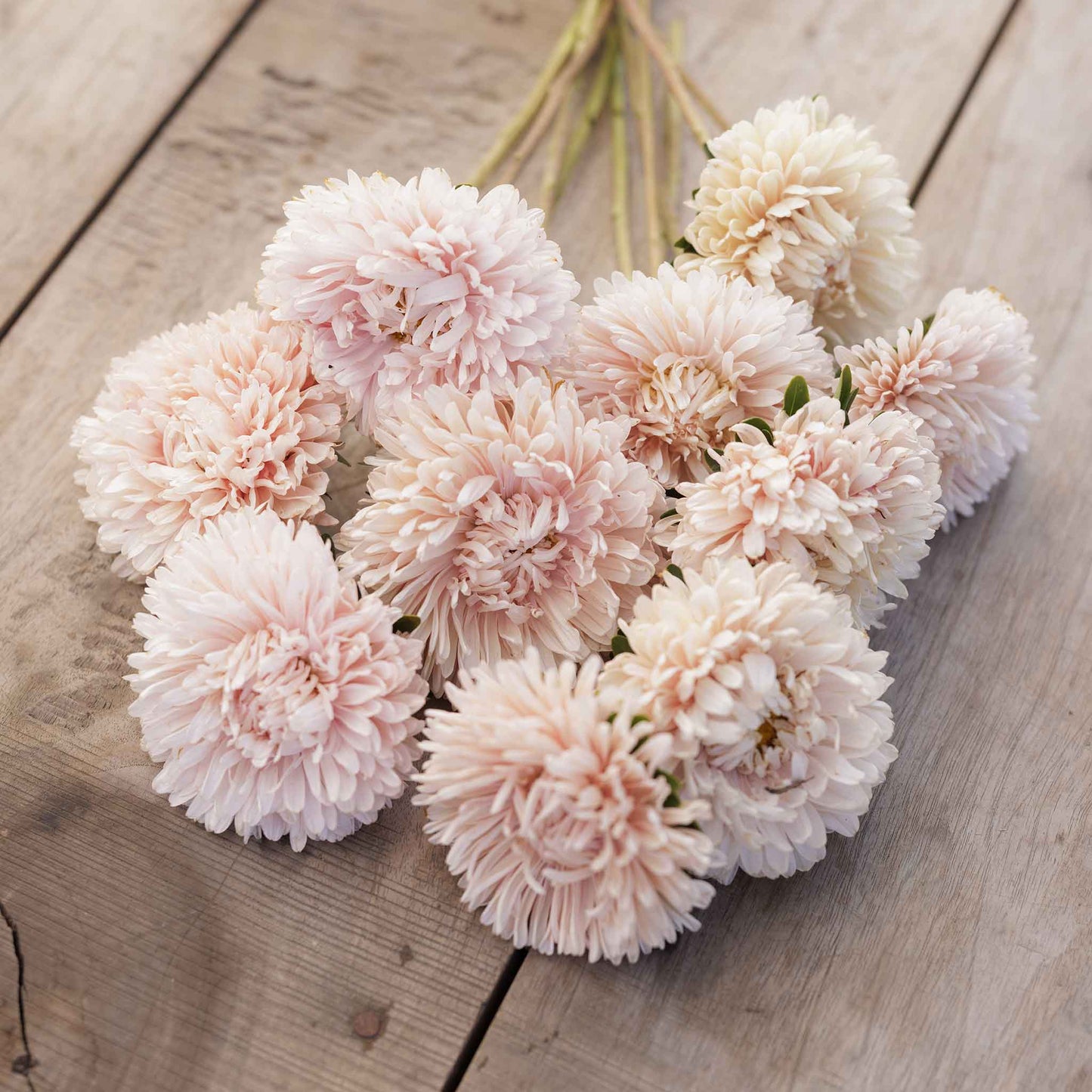 A close-up of a vibrant pink aster apollonia chamois flowers showcasing its delicate petals.