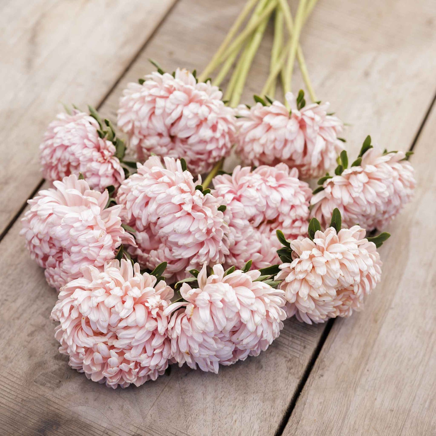 Close-up of aster duchess apricot with delicate, layered petals in a soft apricot hue.