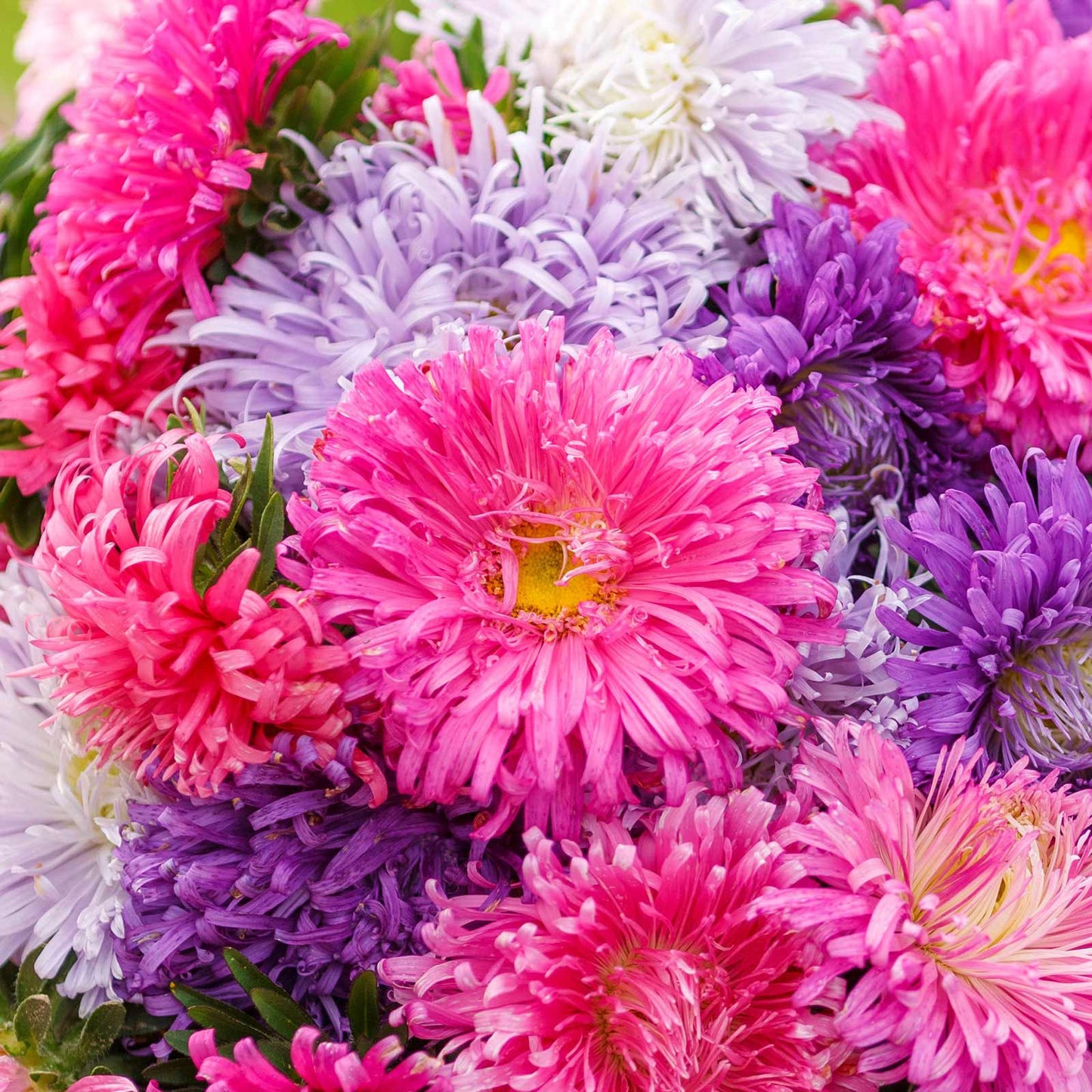 A close-up view of vibrant purple, pink, Giants of California Aster flowers.