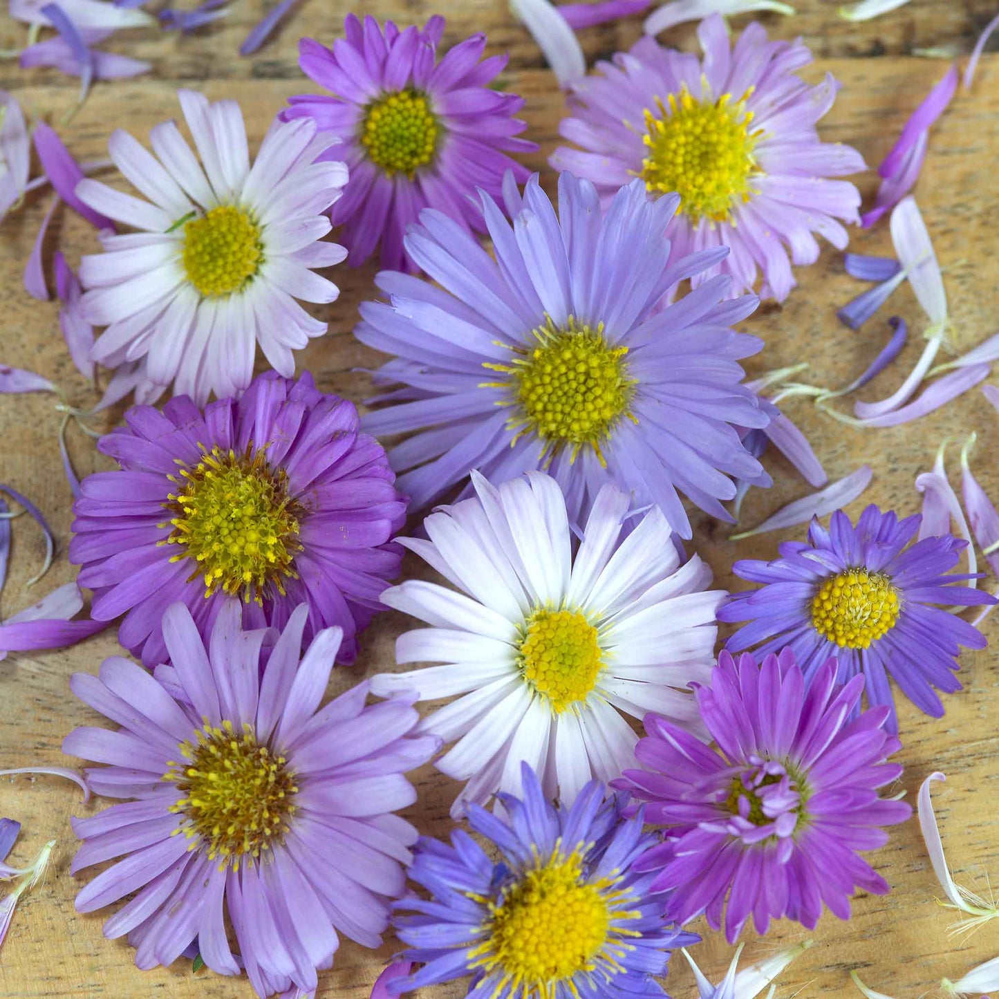 A close-up shot of a vibrant purple and white aster new hybrid mix flower with many delicate petals.