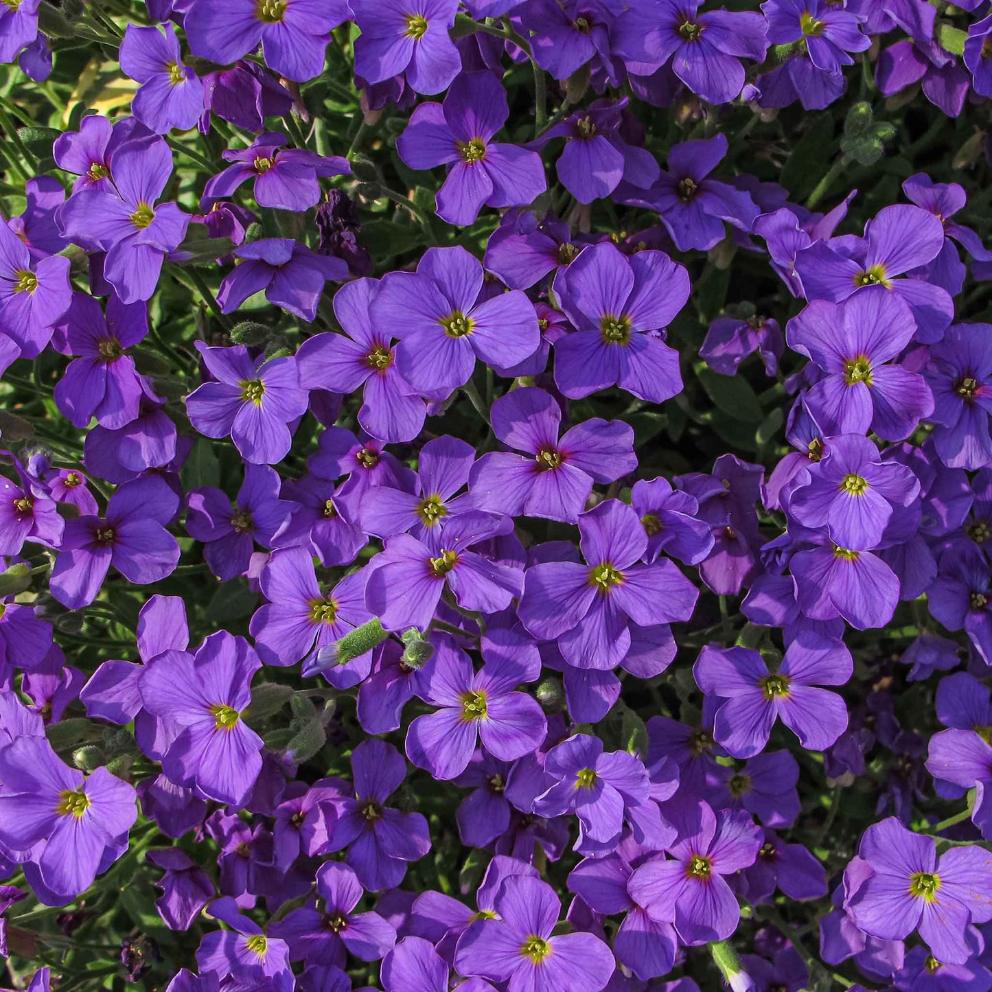 Close-up of small purple aubrieta whitewell gem flowers with yellow centers, blooming in a cluster.