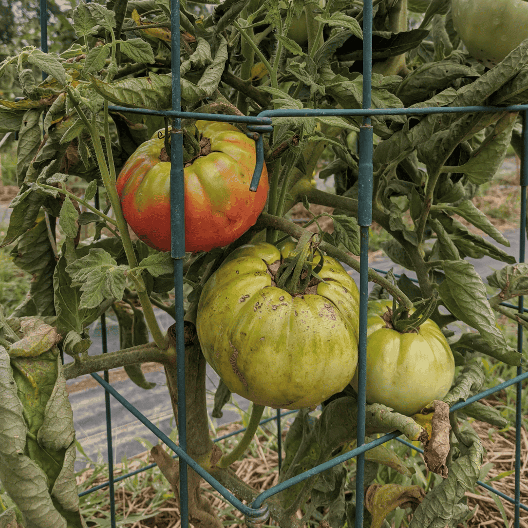 Aubry's Special Pinks Tomato