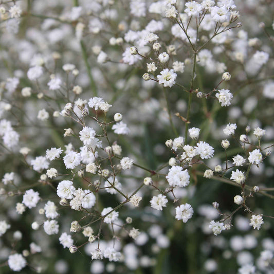 A close-up of tiny, white perennial baby's breath flowers clustered against a green background.