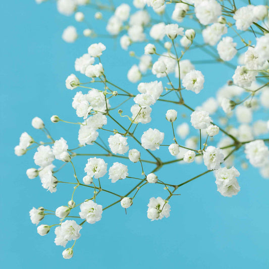 A close-up view of delicate white Baby's Breath snowflake flowers against a soft, blue background.