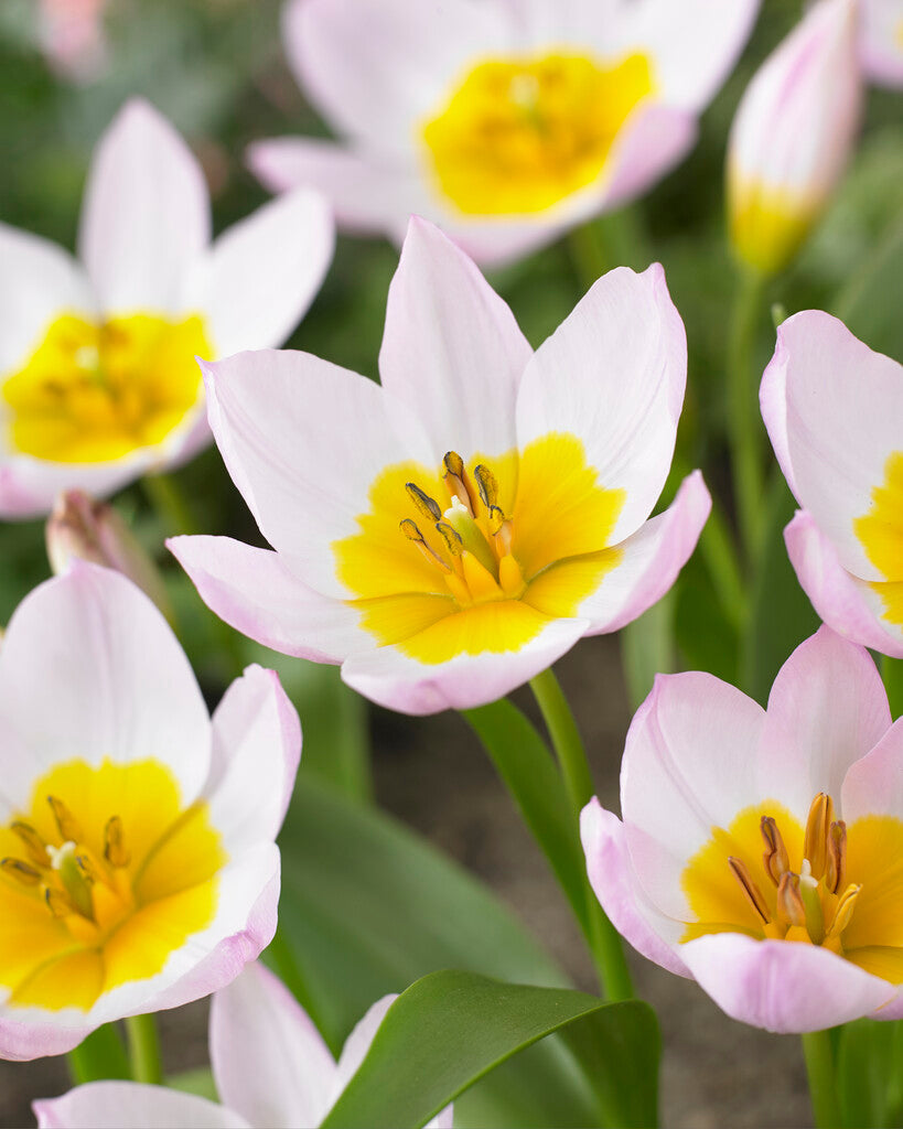 Species Tulip bakeri 'Lilac Wonder'