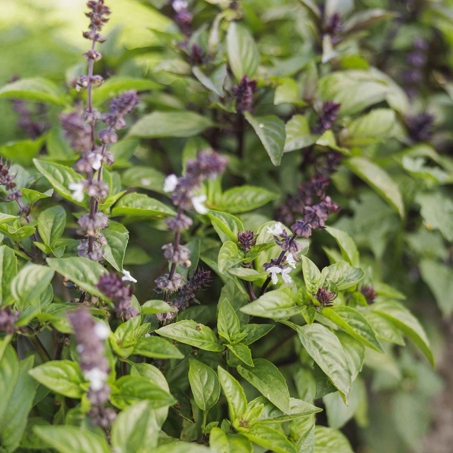 Close up photo of cinnamon basil plant with dark leaves and prominent purple flowers.