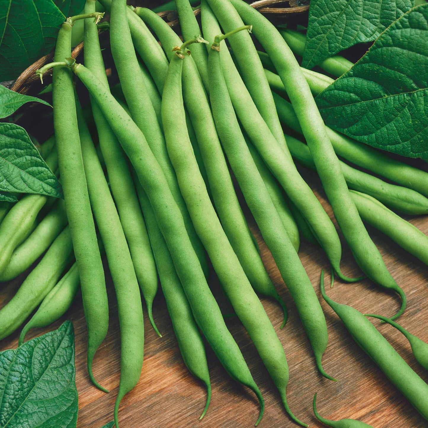 A close-up view of a several lush green Blue Lake FM1K beans on a dark background.