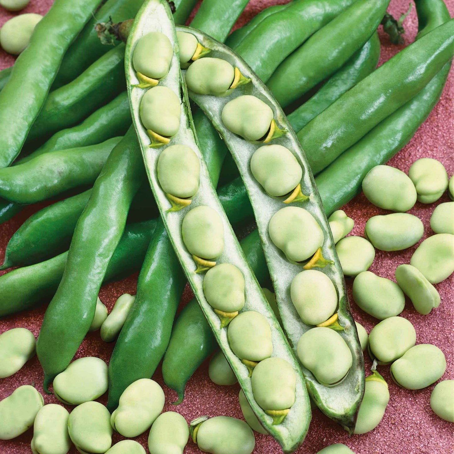 A close-up of several light green broad windsor bean pods, some still whole, with others shelled to reveal the beans.