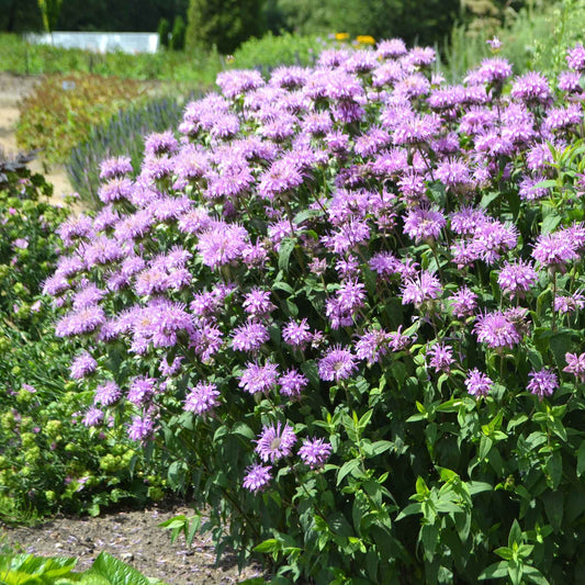 Detailed Bee Balm Wild Bergamot bloom showing purple coloring and flower form against a soft garden background.