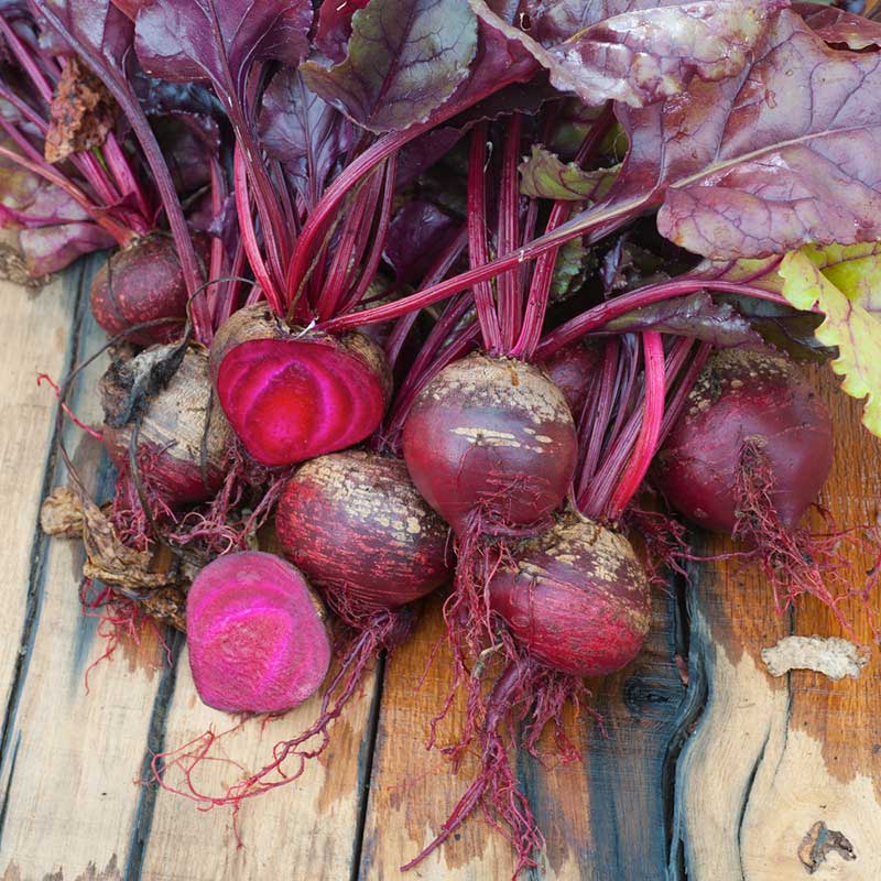 A vibrant red bulls blood beet with green leaves against a rustic wooden background. | copyright: Floramedia UK Ltd