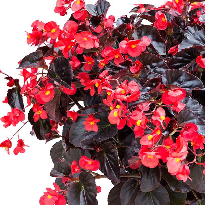 A vibrant begonia viking red on chocolate flower with dark leaves, set against a white background