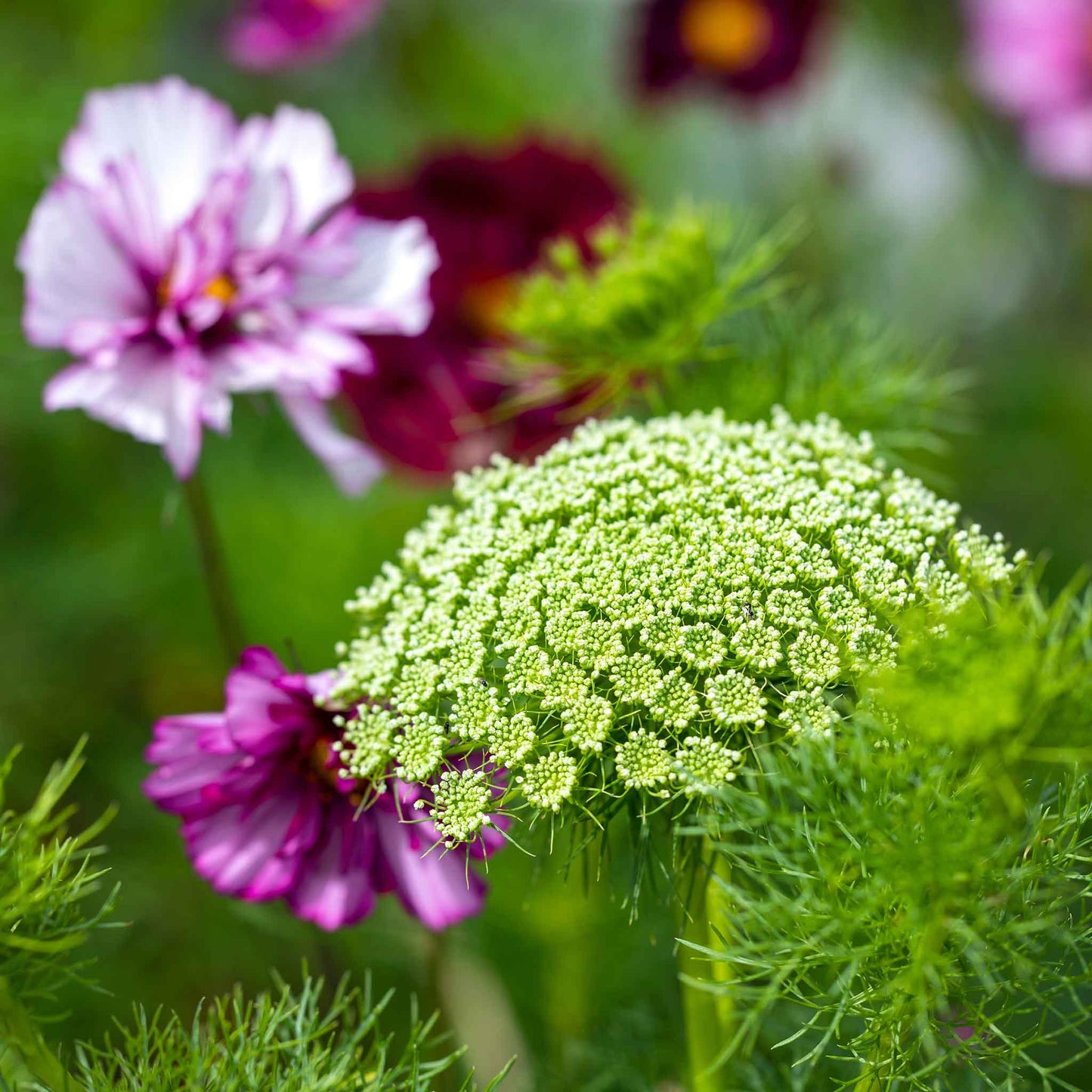 Large, green mist bishop flower heads with tiny white and pale green blooms on long, sturdy stems.