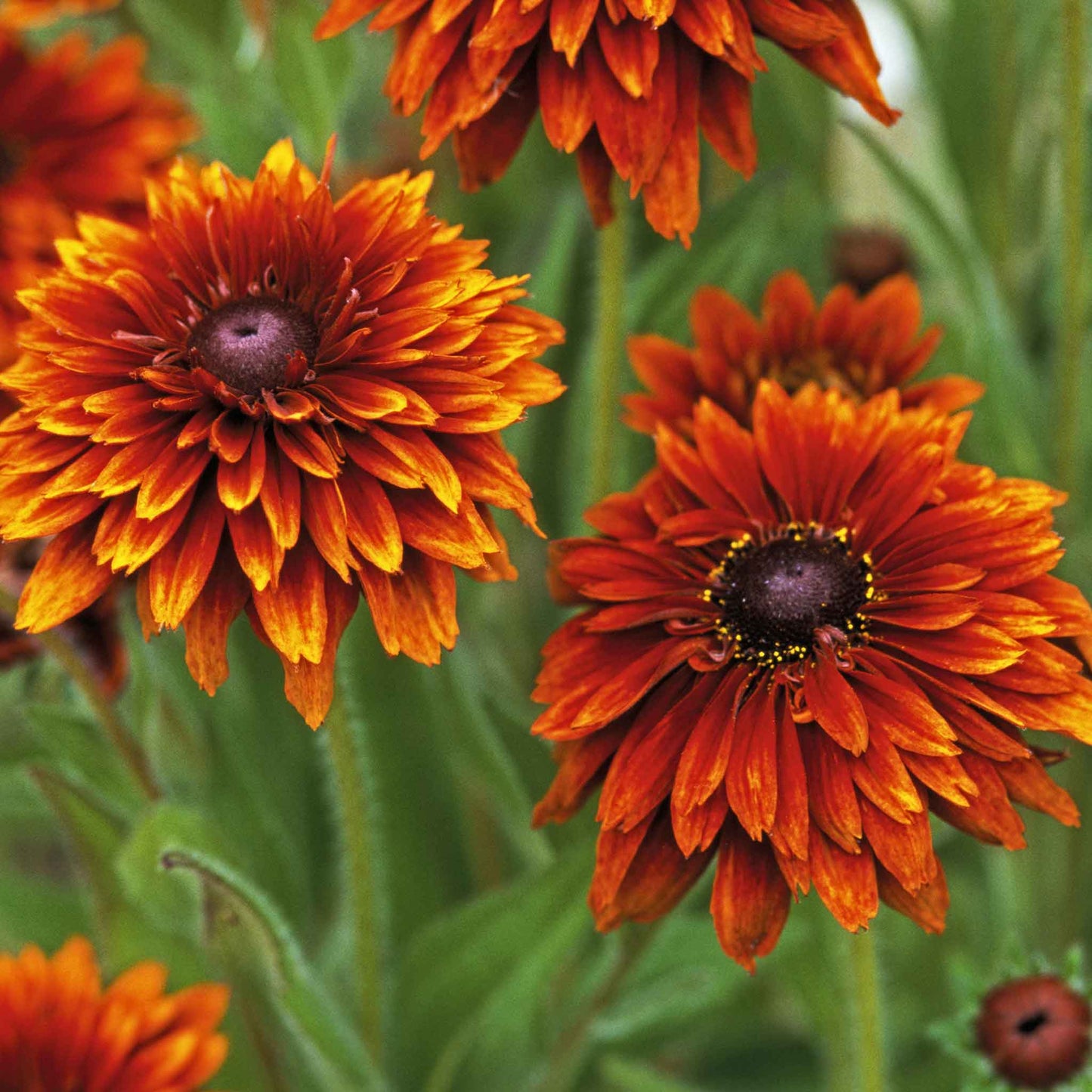 A vivid close-up of a black eyed susan cherokee sunset, showcasing its orange petals.