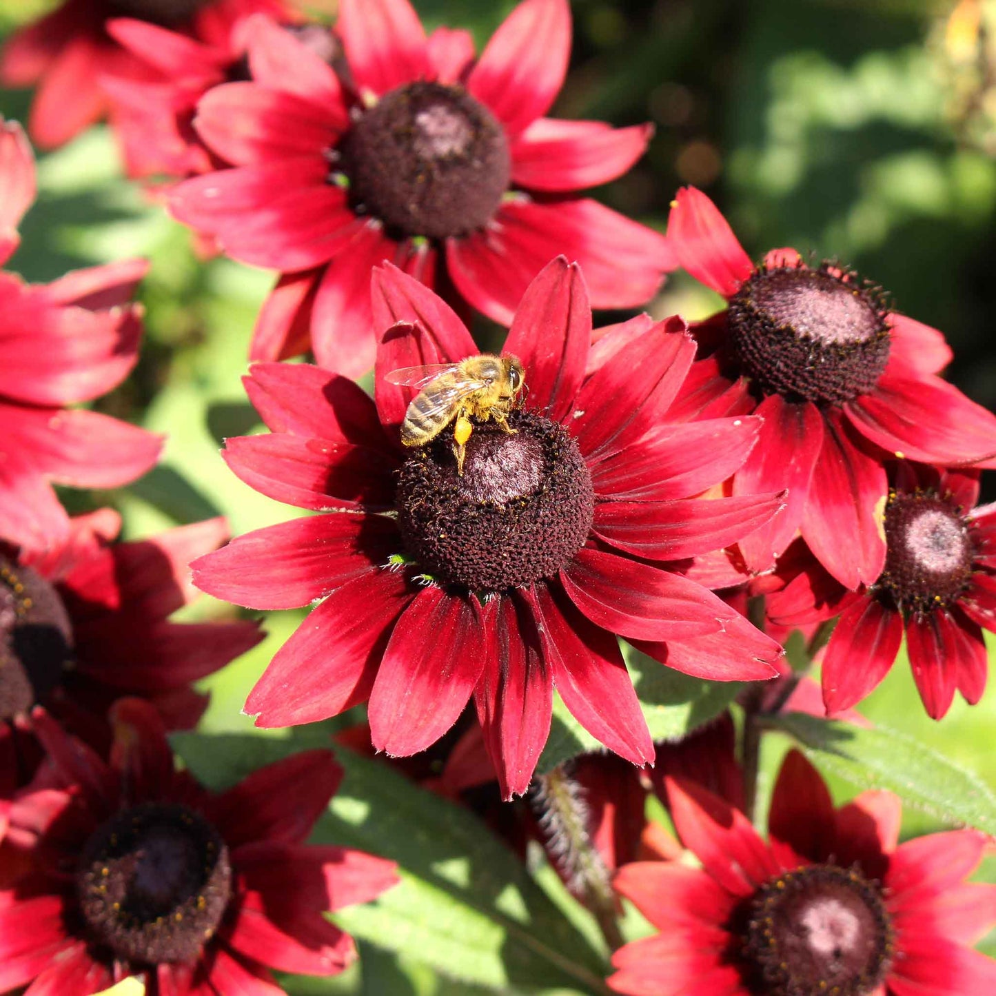 Cherry Brandy Black Eyed Susans with deep red petals, orange tips, and dark centers.