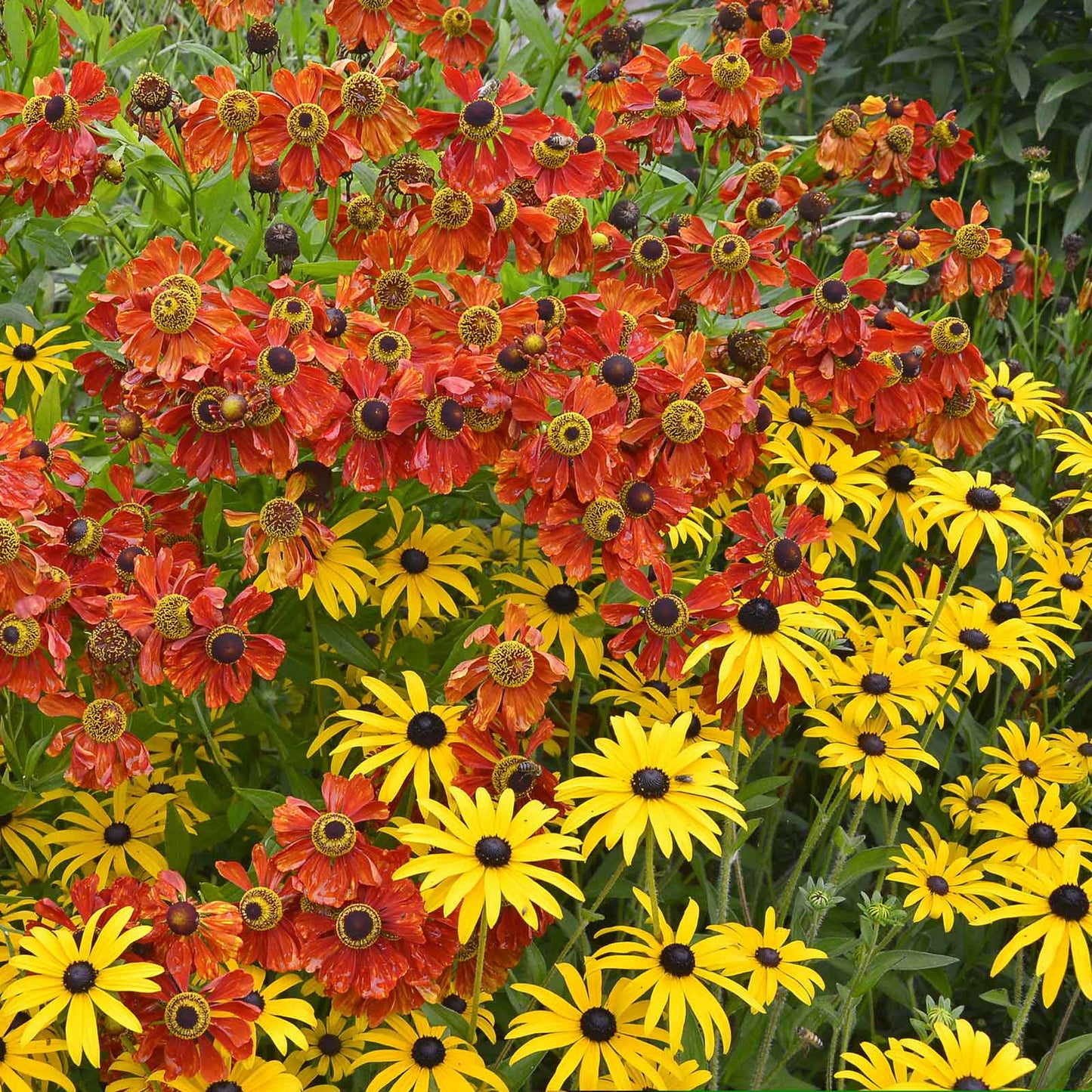 A vibrant garden scene featuring yellow and orange Black-Eyed Susan flowers with rich green foliage.