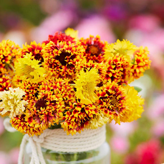 Detailed Blanket Flower Sundance bloom showing red and yellow coloring against a soft garden background.