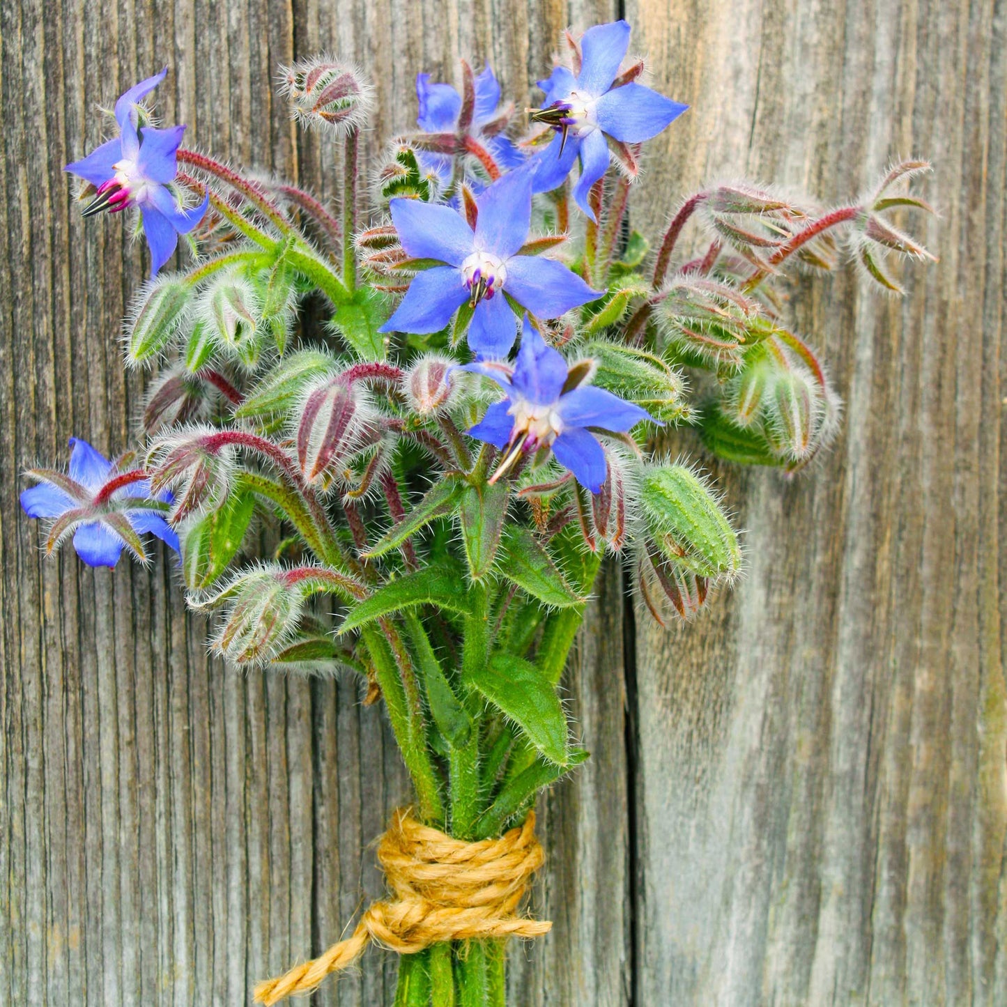 Close-up of vibrant blue borage flowers with green leaves on a wooden background.