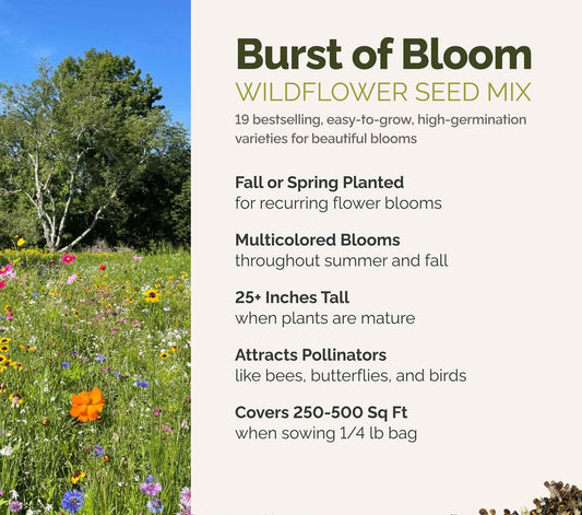 A visual overview of the wildflower seed mix, showcasing expected floral blooms.