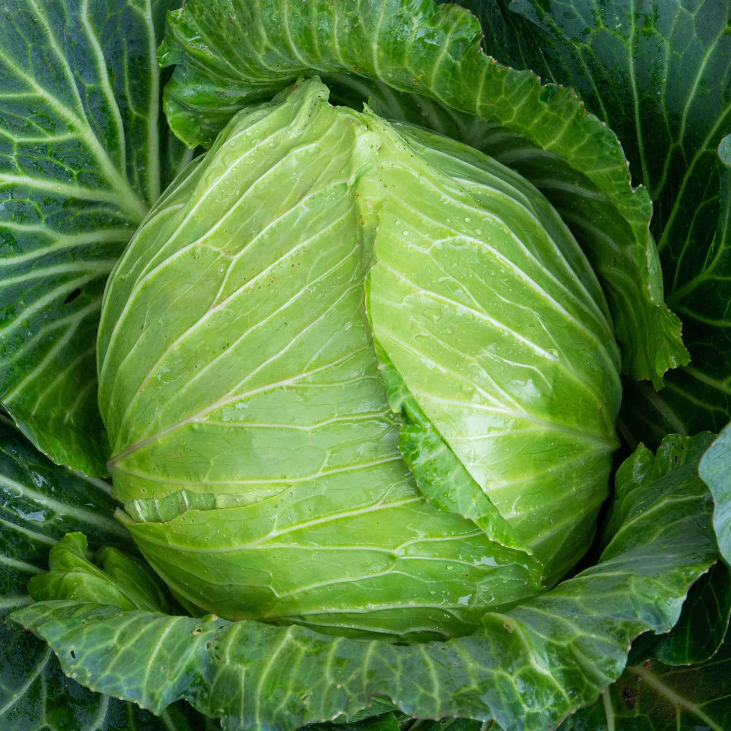 Overhead view of mature golden acre cabbage ready for harvest.