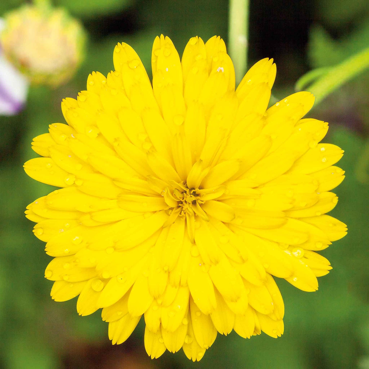 A bright yellow calendula flower with multiple layers of petals is centered against a soft, blurred background.