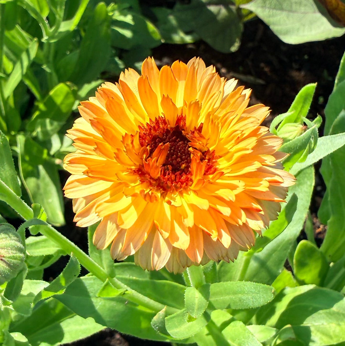 Coffee and Cream Calendula
