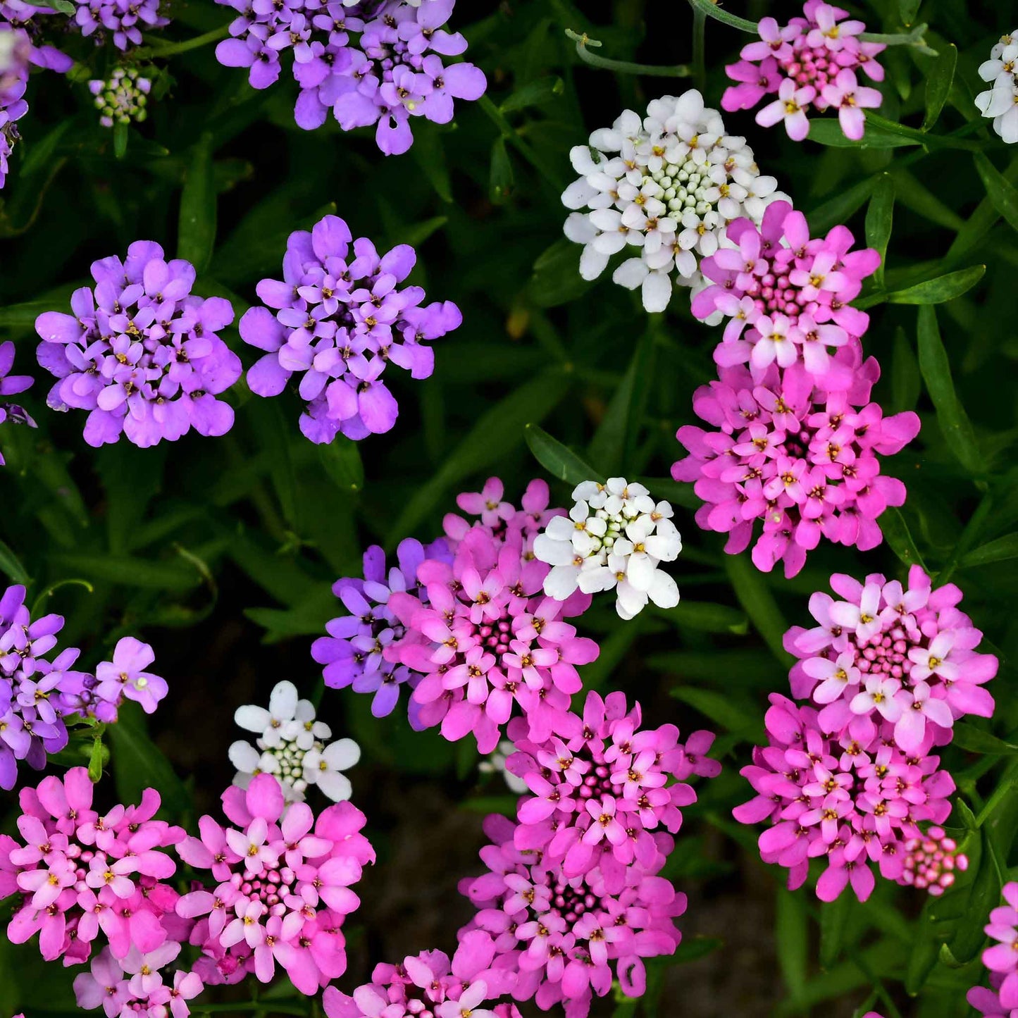 Close-up of Tiny white mixed colors candytuft petals and yellow center against a blurry background