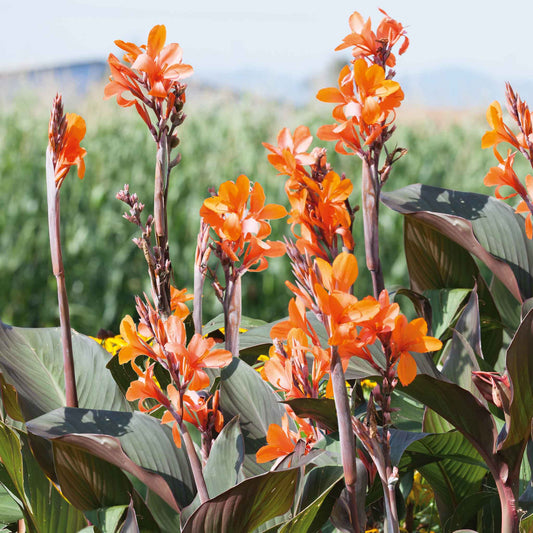 Close up view of Wyoming canna lilies growing with dark green leaves and a blurred background.