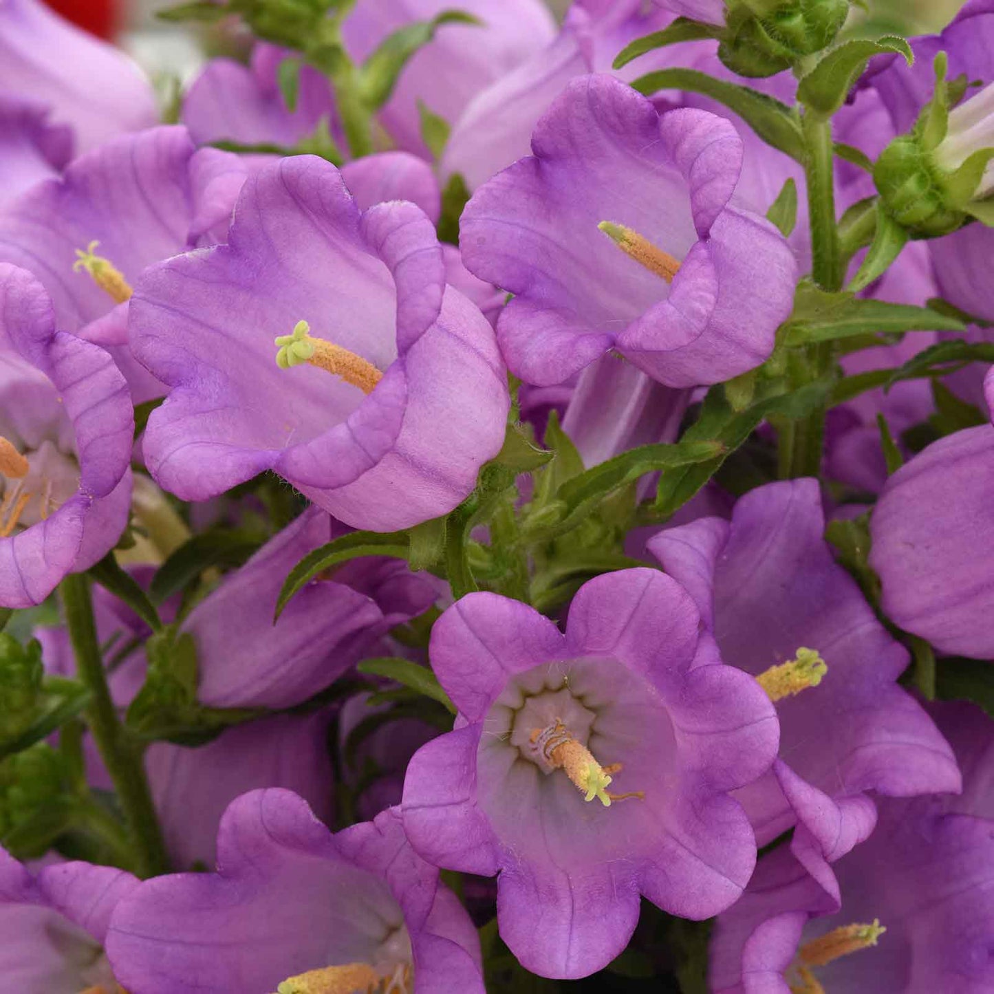 Canterbury Bells Campana Lilac displays open purple bell blooms with yellow centers up close.