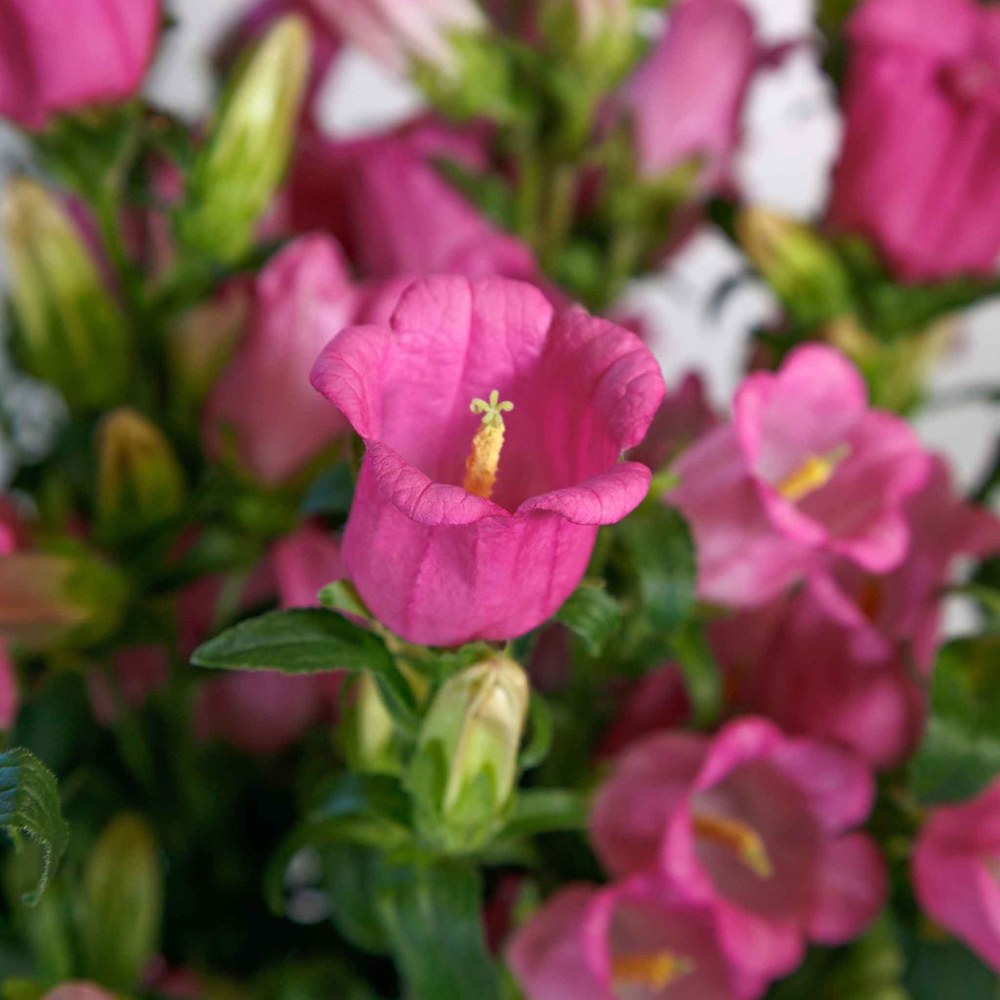 Canterbury Bells Champion II Rose shows tightly packed bright pink blooms with dark green leaves.