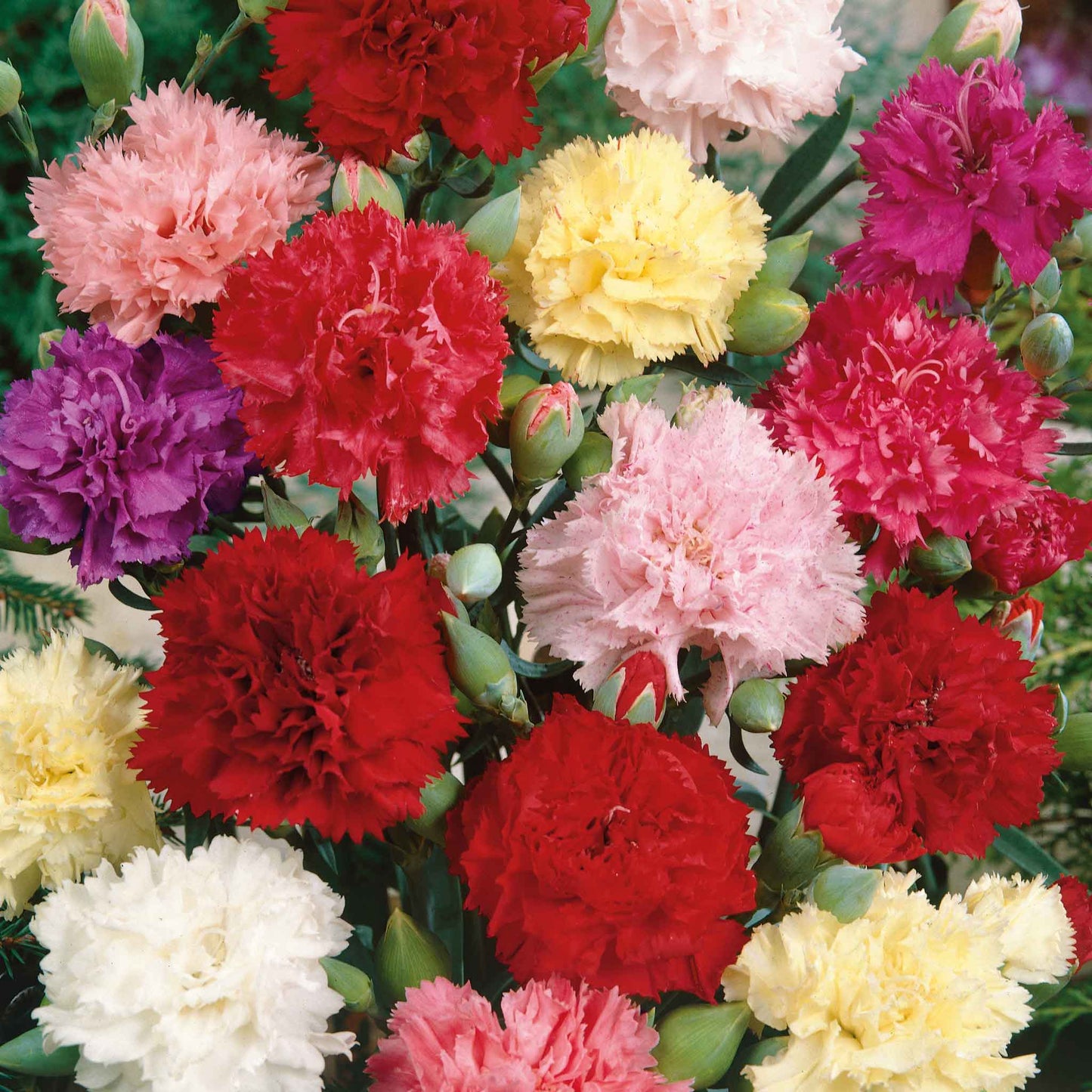 A close-up Colorful Chabaud Mix Carnations in pink, red and yellow blooms on a light background.