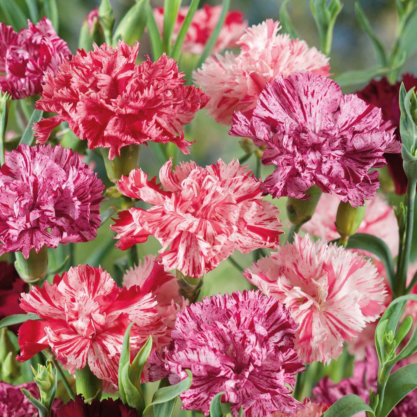 Pink, white and red Picotee Mix Carnations with ruffled petals against a light background.