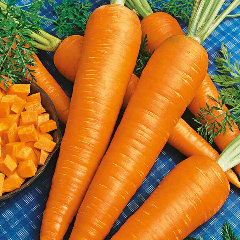 A close-up shot of a single, vibrant orange Danvers 126 carrot, showcasing its smooth skin and tapered shape.