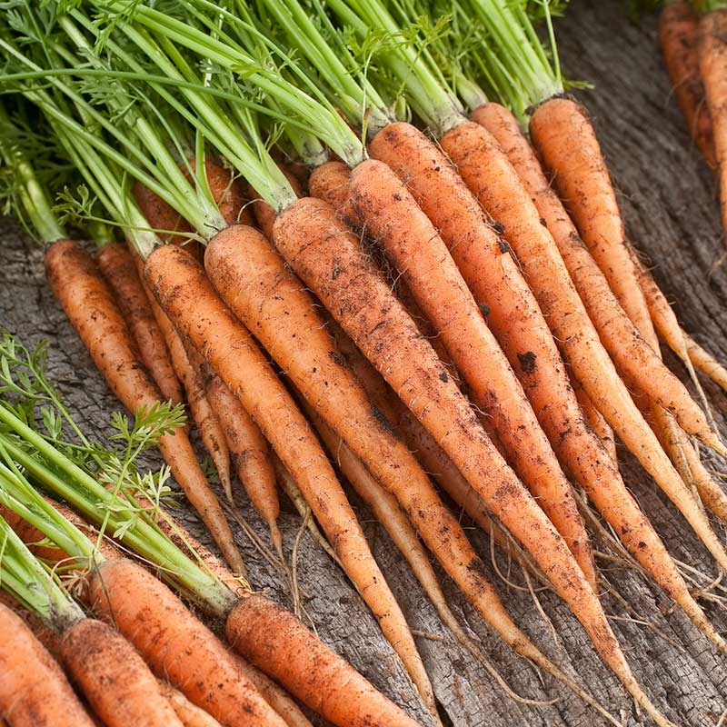 A bunch of bright orange scarlet nantes carrots with green tops, fresh from the garden, lying on a dark surface. | copyright: Floramedia UK Ltd