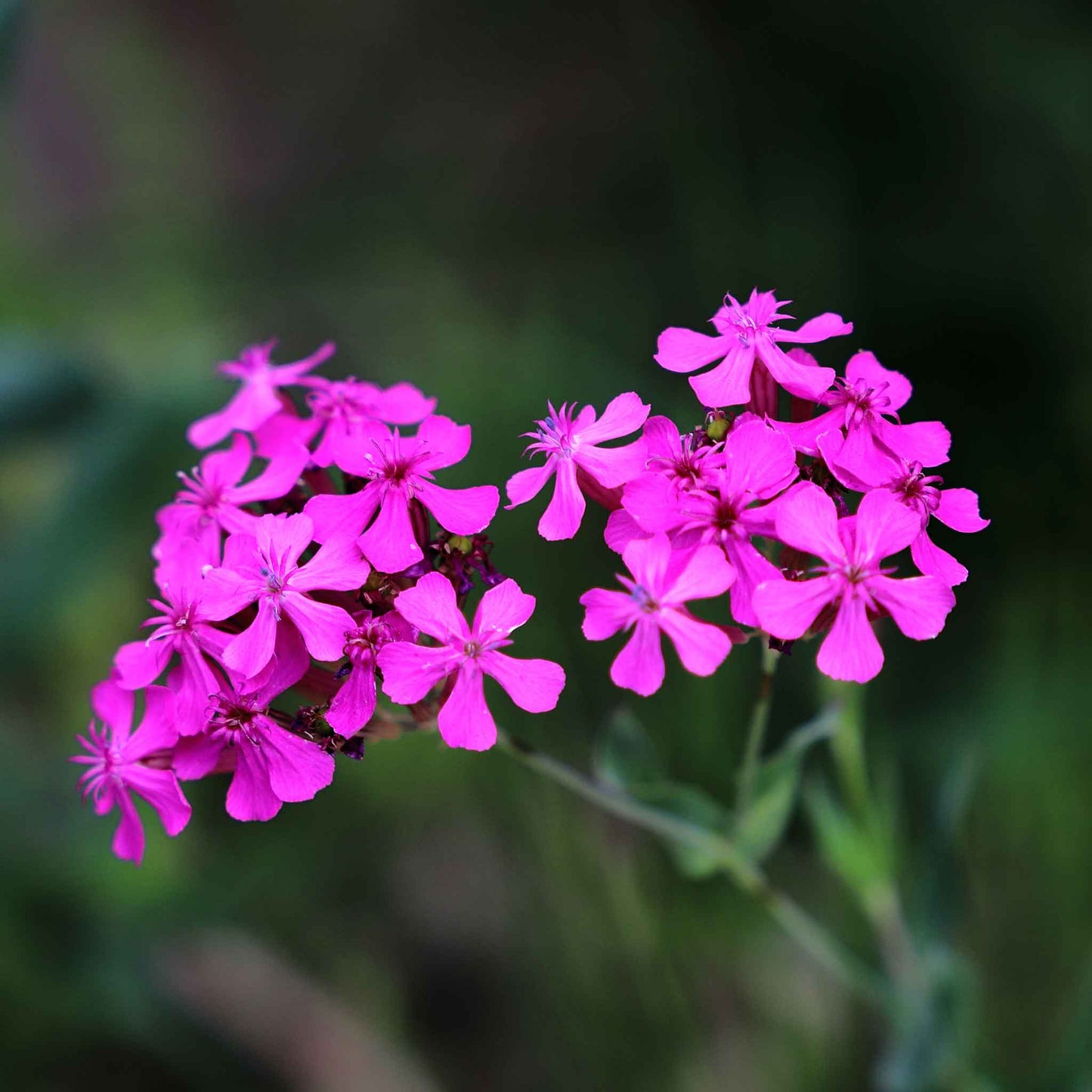 Bright pink Catchfly blooms with green stems against a dark blurred background.