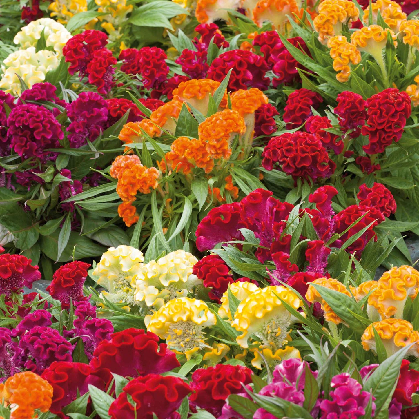 Celosia Cristata Dwarf Mix in red, yellow and pink crested blooms against a blurred background.
