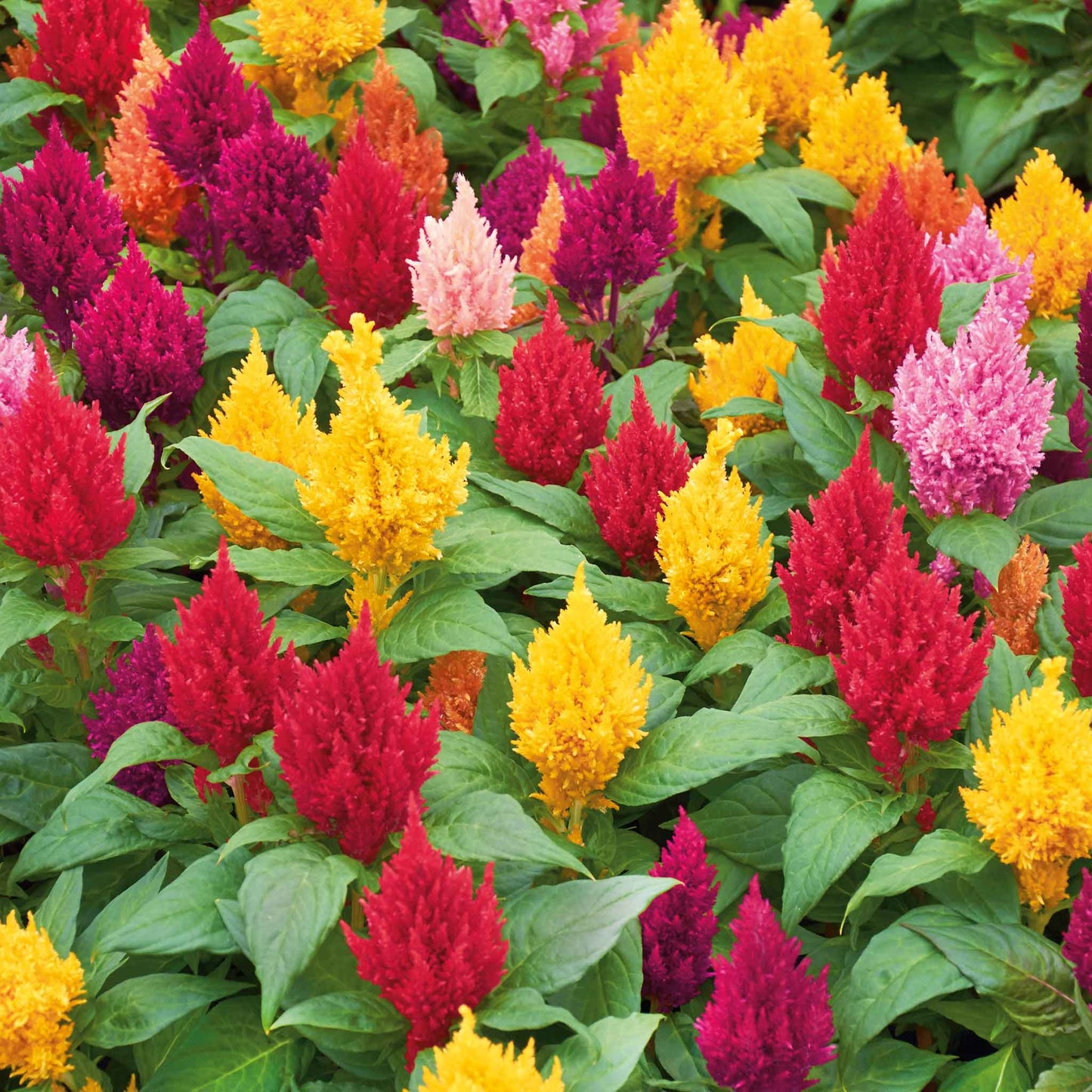 Colorful Celosia Plumosa Lilliput Kewpie Mix with red and yellow plumes against a blurred background