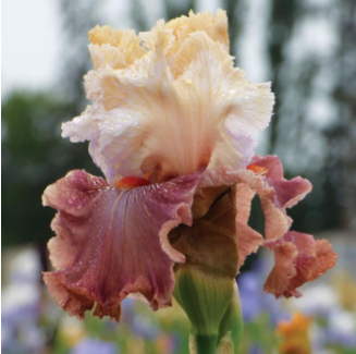 Bearded Iris 'Champagne and Strawberries'