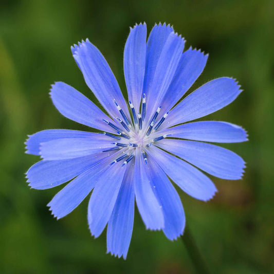 Close-up of a Chicory flower with delicate blue petals set against a blurred green background.