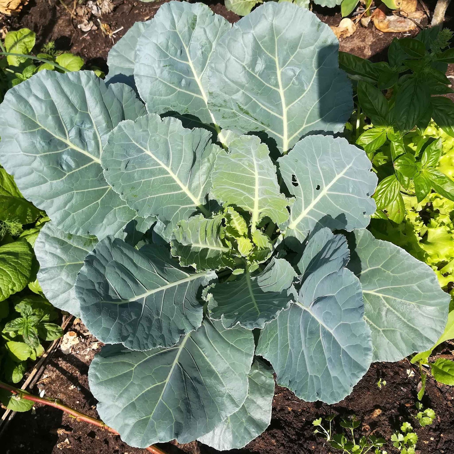 A close-up of Champion collard greens, lush and leafy, with a dew-kissed sheen, ready for harvest.