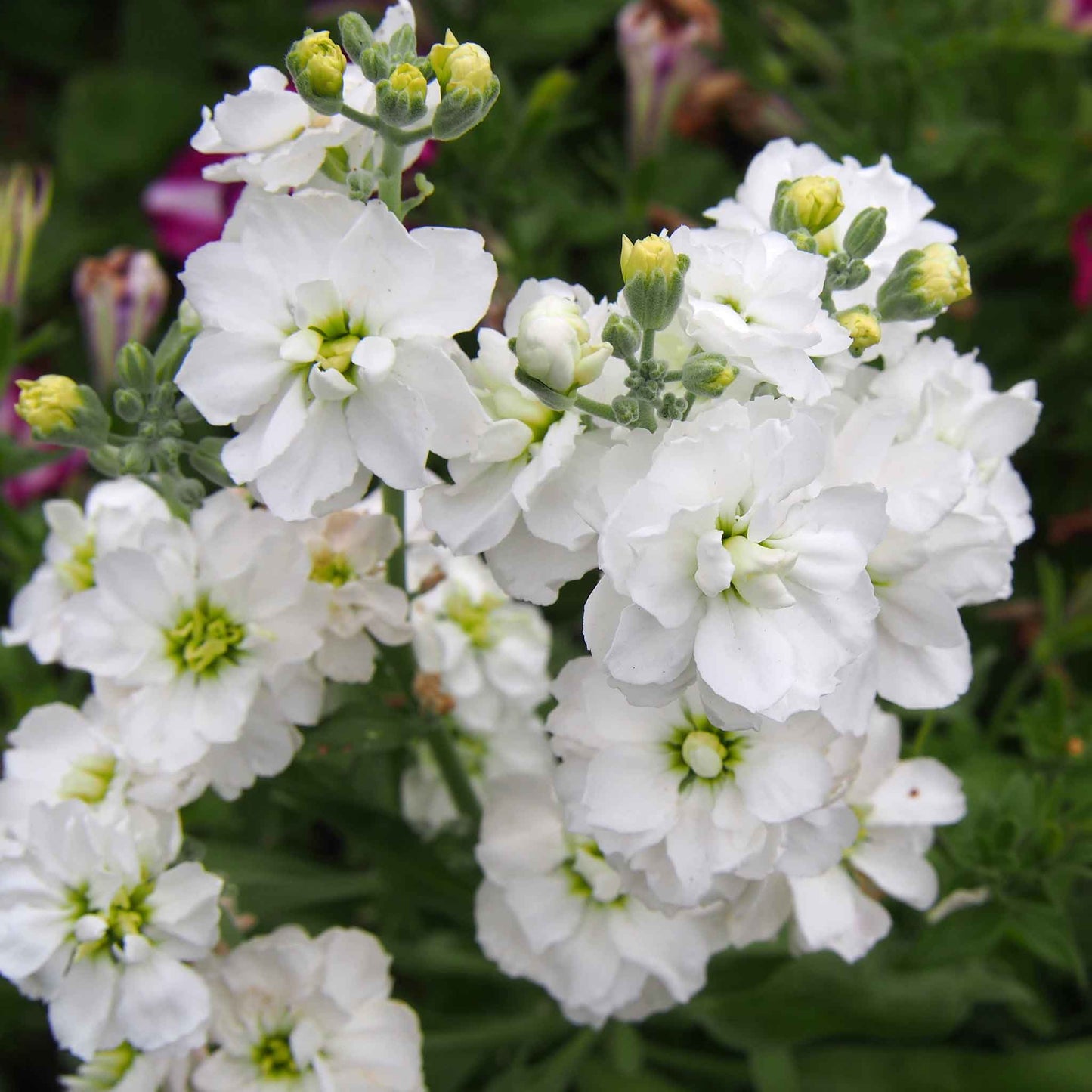 White goddess stock blooms in soft pink and white tones against a dark blurred background.