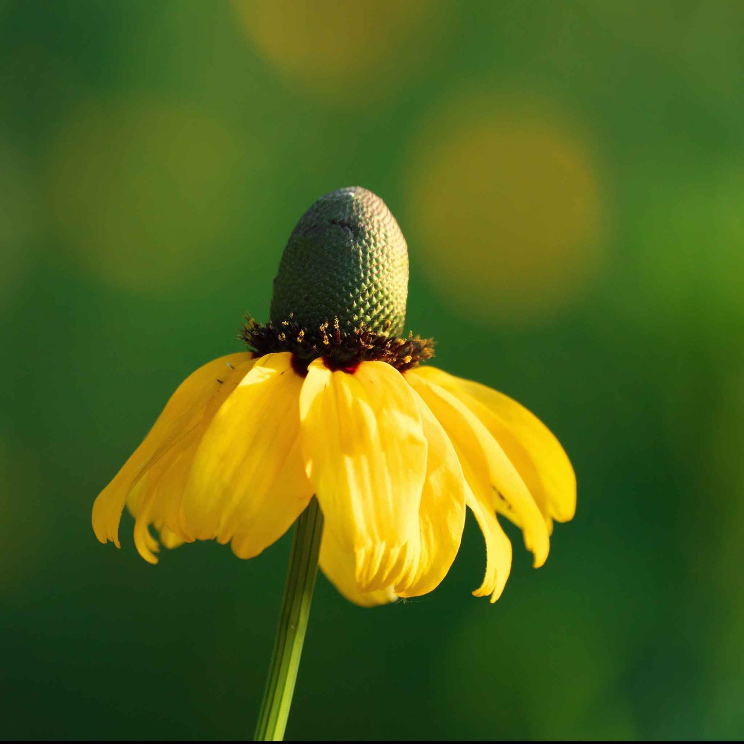 Close-up of yellow clasping coneflower seeds against a plain light background.