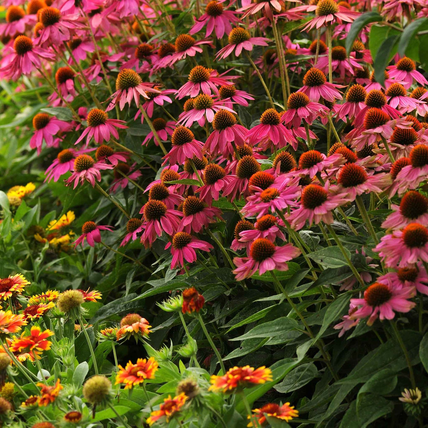 Pink and orange powwow wild berry coneflowers blooming in a sunny garden.