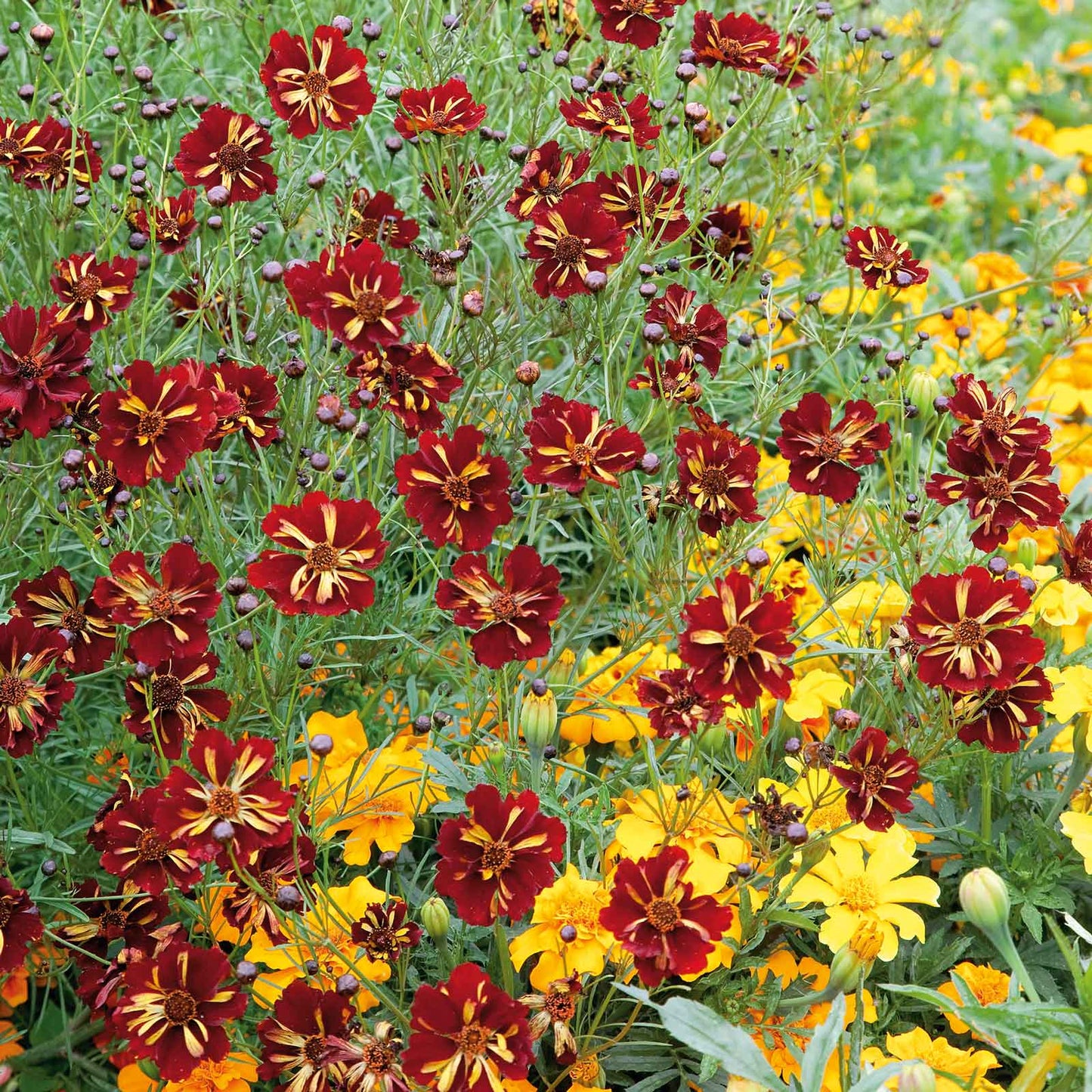Yellow roulette coreopsis flower with red center against a bright garden background.