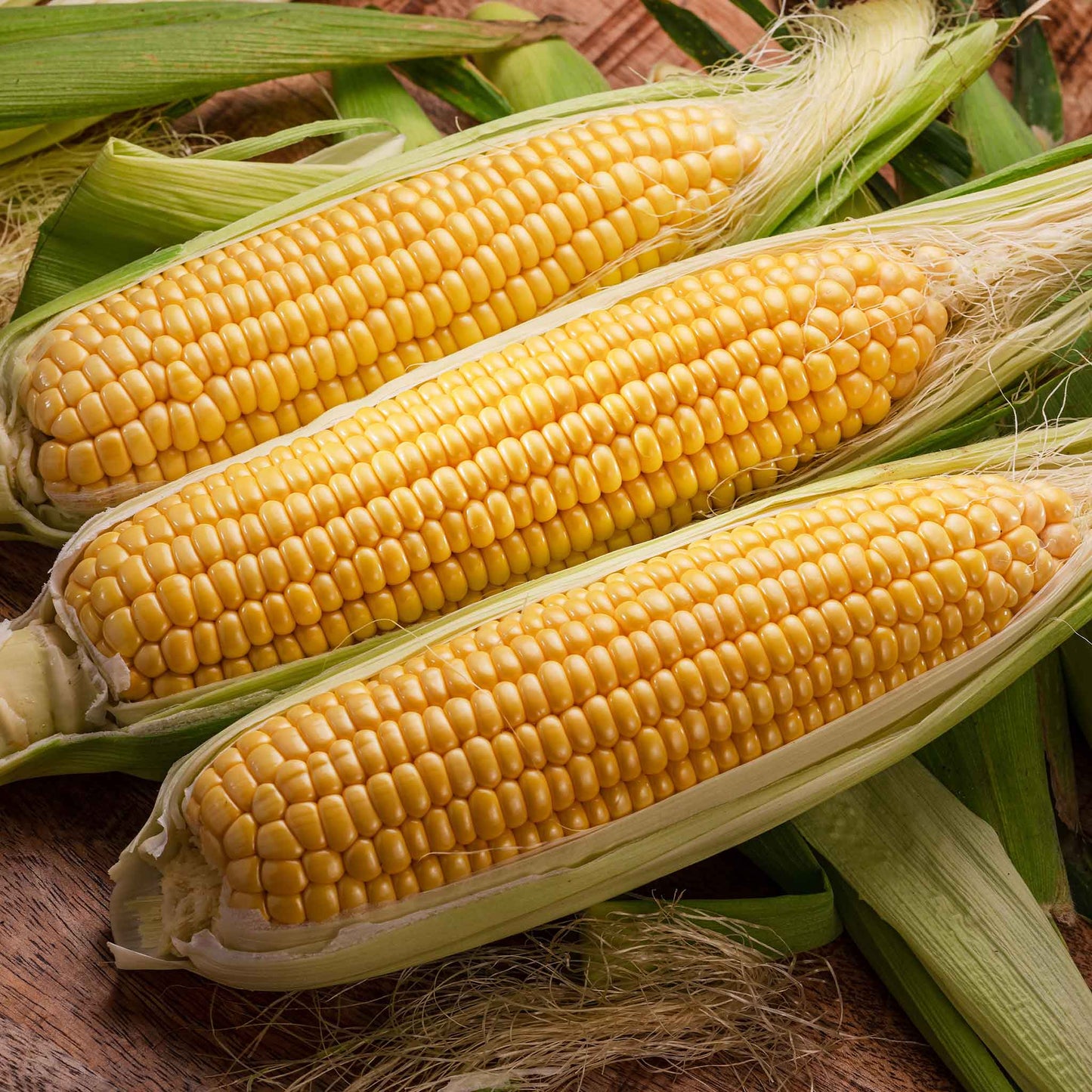 Bodacious corn on the cob, with bright yellow kernels, still in the husk.
