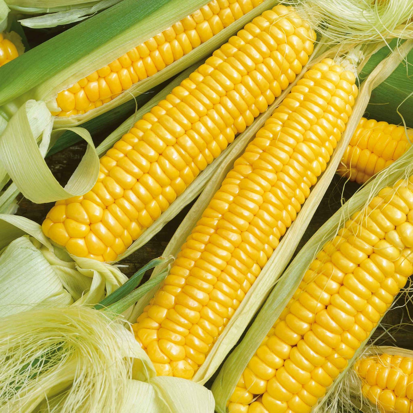 A close-up view of Golden X Bantam ears of corn, with some kernels visible on the cob.