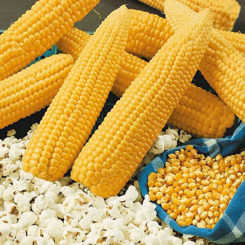 Grow your own popcorn cobs next to popcorn seeds and popped popcorn kernals.