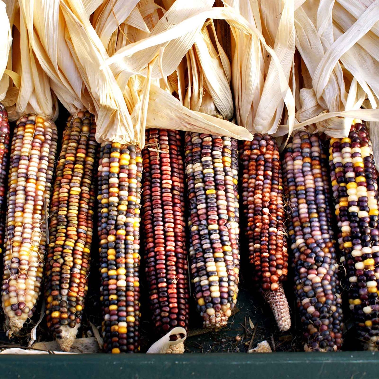Close-up of Rainbow Mix corn kernels on several cobs, showcasing vibrant reds, yellows, and blues.